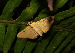 Notarcha aurolinealis