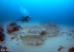 Argyrosomus japonicus
