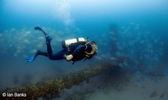 Caranx ignobilis