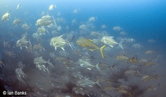 Gnathanodon speciosus
