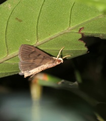 Omiodes pernitescens