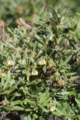 Diospyros austro-africana