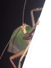 Onomarchus uninotatus