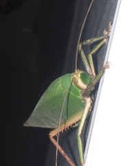 Onomarchus uninotatus