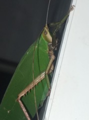 Onomarchus uninotatus