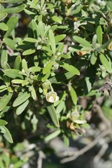 Diospyros austro-africana