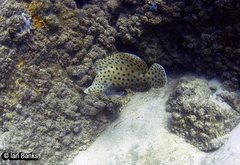 Chromileptes altivelis