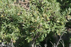 Diospyros austro-africana