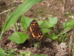 Anthanassa drusilla drusilla