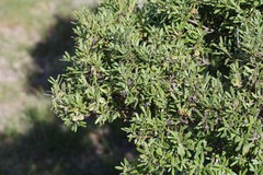 Diospyros austro-africana