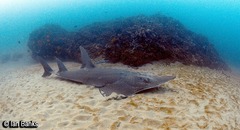 Rhynchobatus australiae