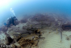 Argyrosomus japonicus