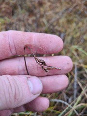 Carex rariflora