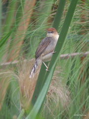 Cisticola carruthersi