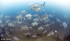 Caranx ignobilis
