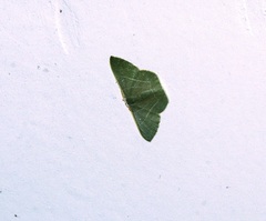 Pelagodes antiquadraria