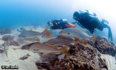 Argyrosomus japonicus