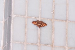 Saroba pustulifera