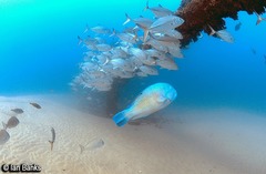 Choerodon schoenleinii