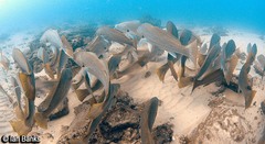 Argyrosomus japonicus