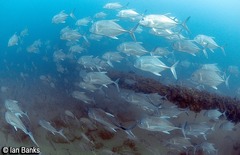 Caranx ignobilis