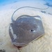 Reticulated Whipray - Photo (c) Ian Banks, some rights reserved (CC BY-NC), uploaded by Ian Banks