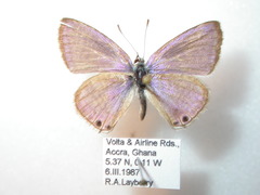 Lampides boeticus