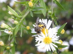 Colletes compactus compactus