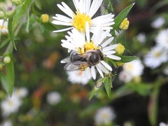 Colletes compactus compactus