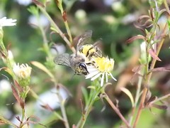 Colletes compactus compactus