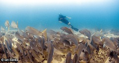Argyrosomus japonicus