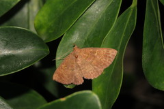 Sarobides inconclusa