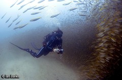 Decapterus russelli