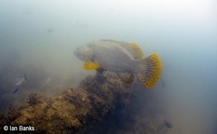 Epinephelus lanceolatus