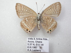 Lampides boeticus