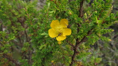 Hypericum goyanesii