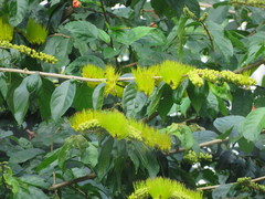 Combretum farinosum