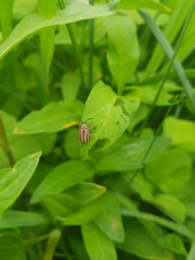 Disonycha bicarinata