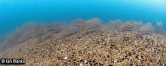Argyrosomus japonicus