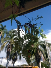 Davallia fejeensis