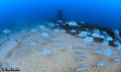 Caranx ignobilis