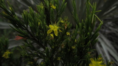 Hypericum juniperinum