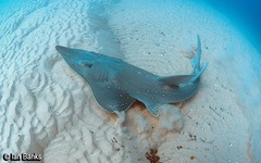 Rhynchobatus australiae