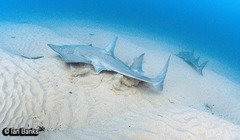 Rhynchobatus australiae