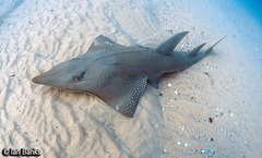 Rhynchobatus australiae