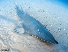 Rhynchobatus australiae