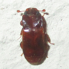 Ecnomaeus