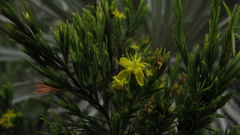 Hypericum juniperinum