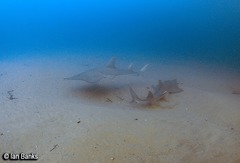 Rhynchobatus australiae