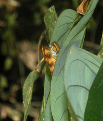 Pantoporia